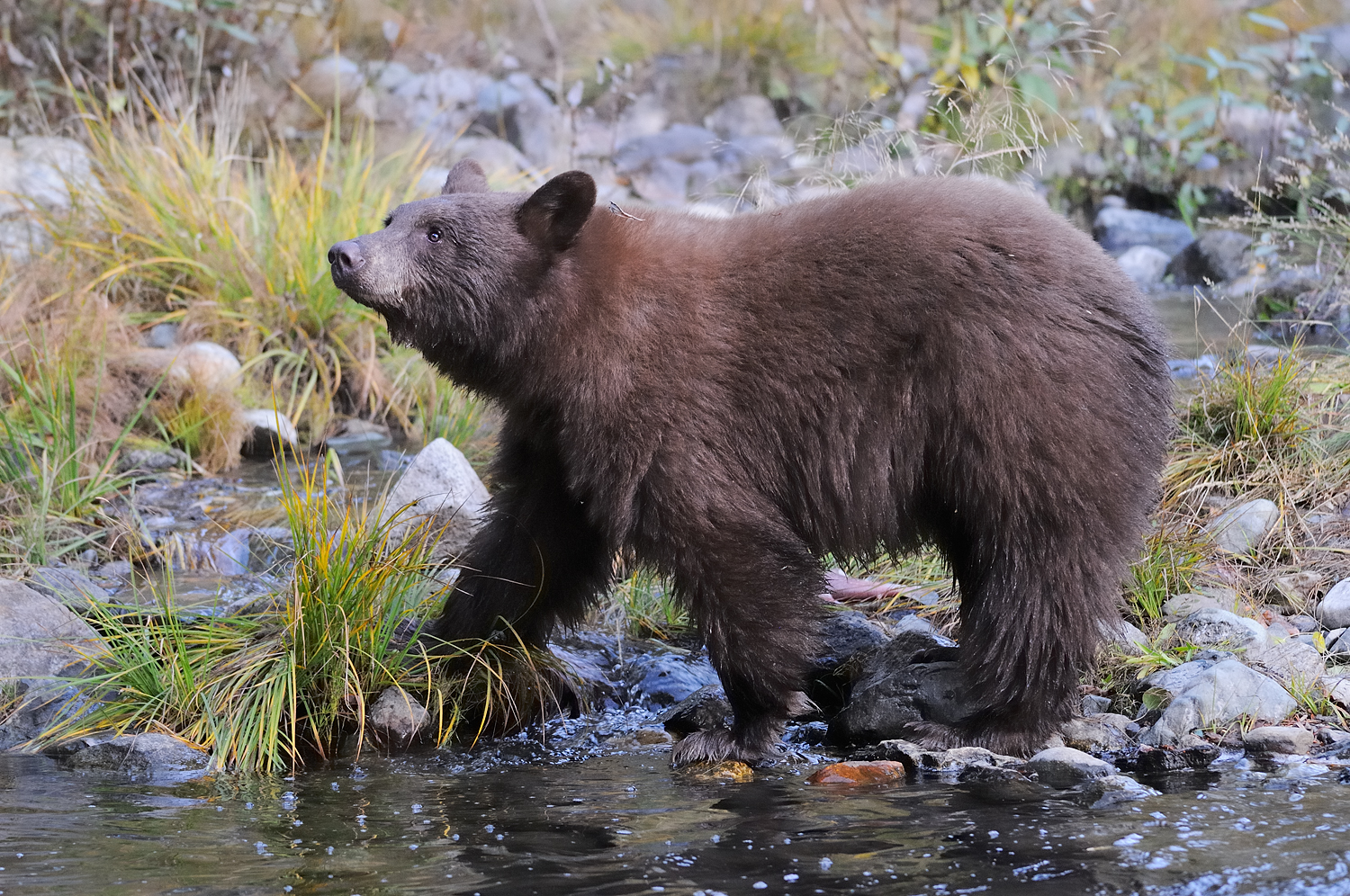 Black Bear in Taylor Creek, Lake Tahoe