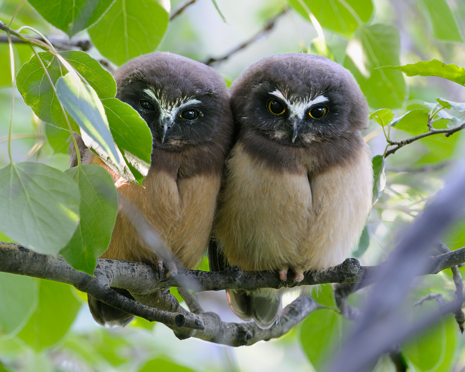 Northern Saw-Whet Owl Fledgelings in Aspen, Lake Tahoe