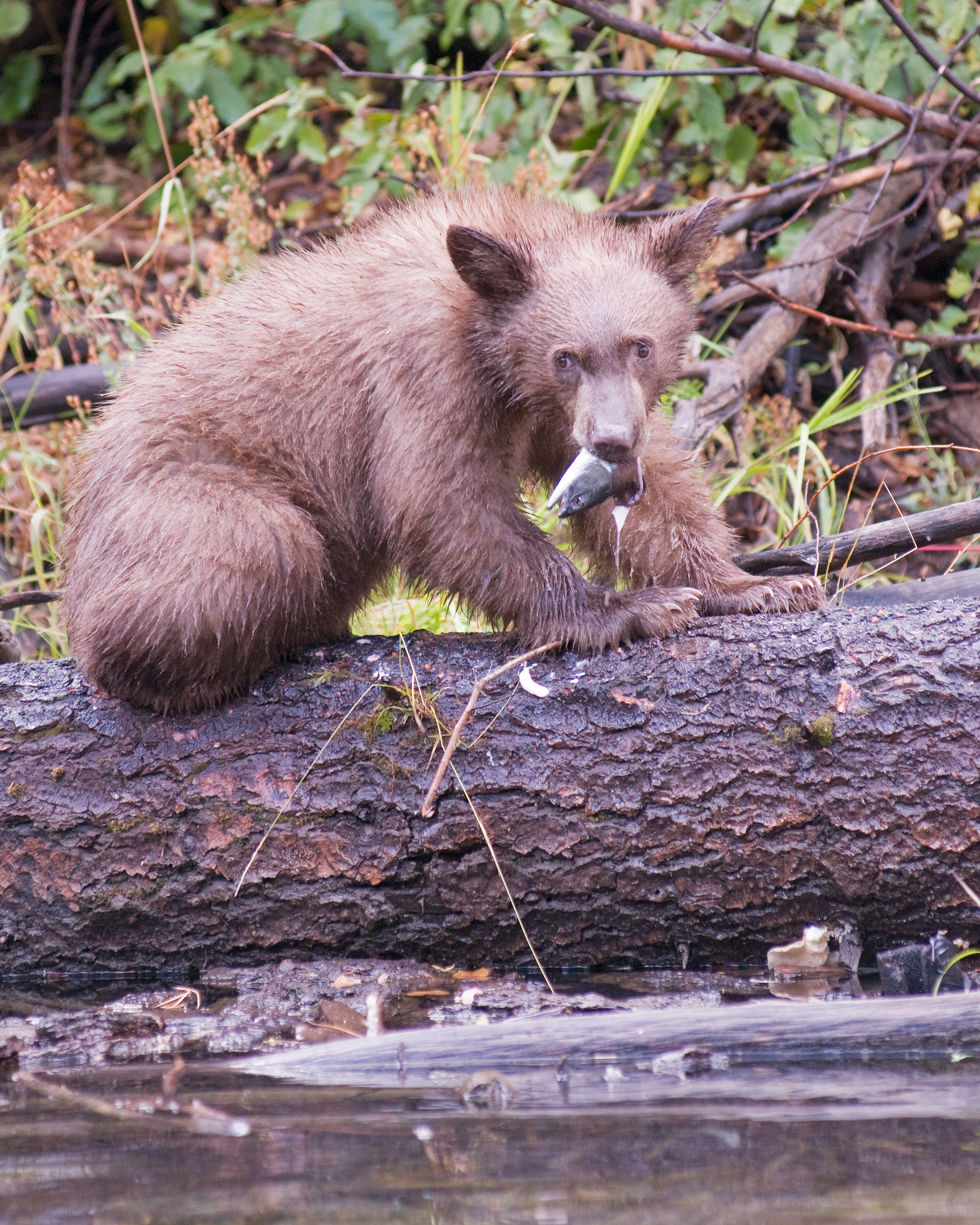 Bear Cub with Salmon Head