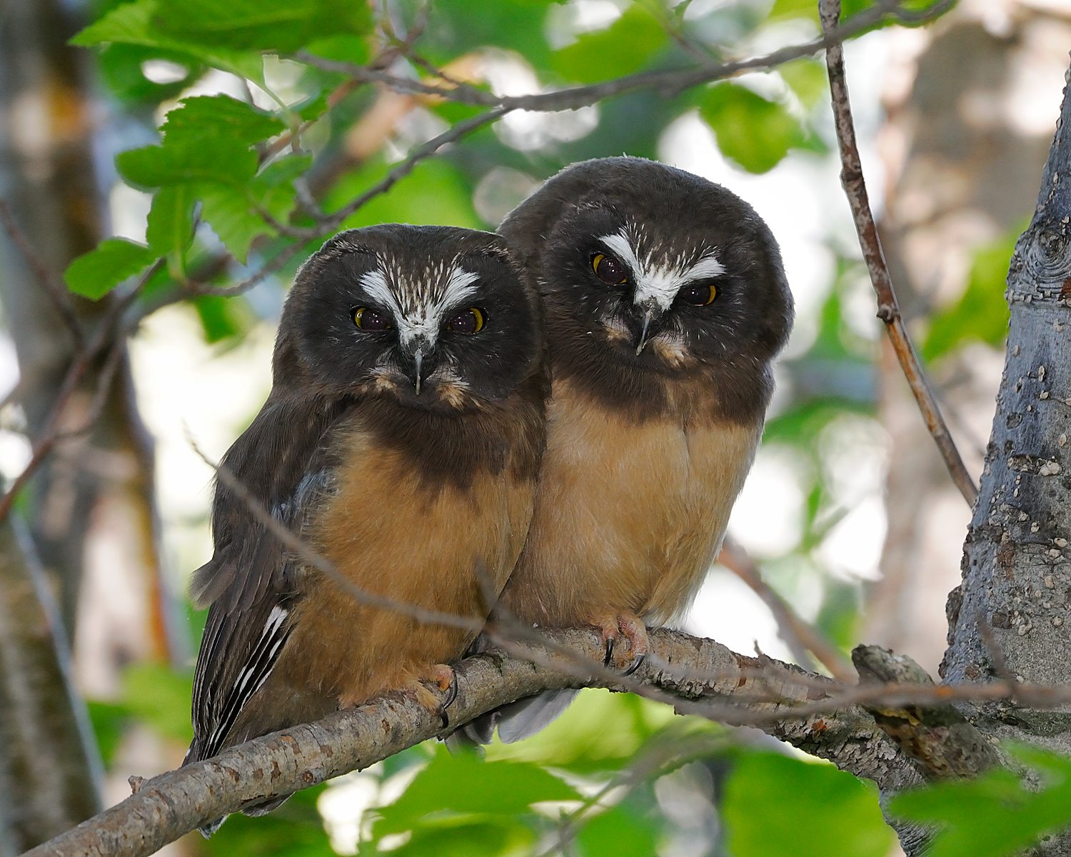 Northern Saw-Whet Owl Fledgelings on Branch, Lake Tahoe