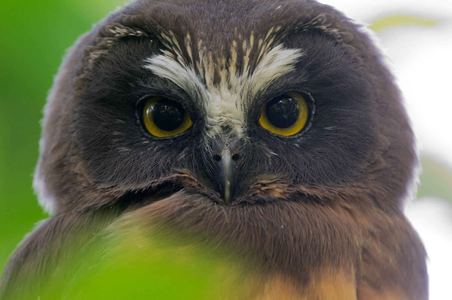 Northern Saw-Whet Owl Fledgeling Portrait, Lake Tahoe