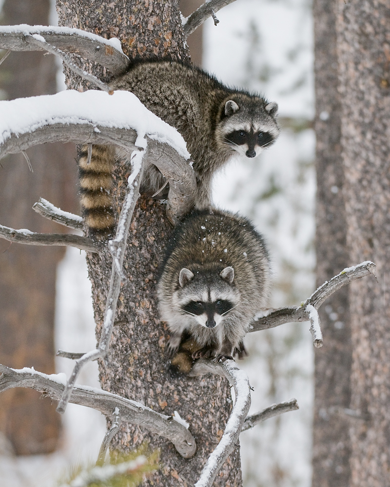 Raccoons in Pine Tree, Winter, Lake Tahoe