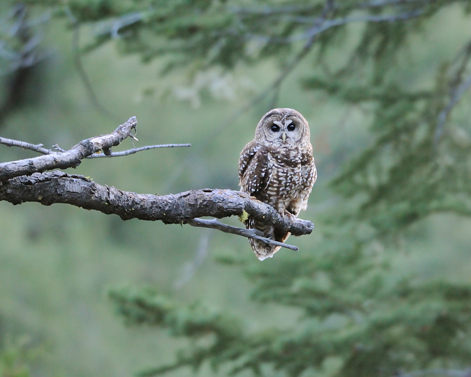 Spotted Owl I, Lake Tahoe