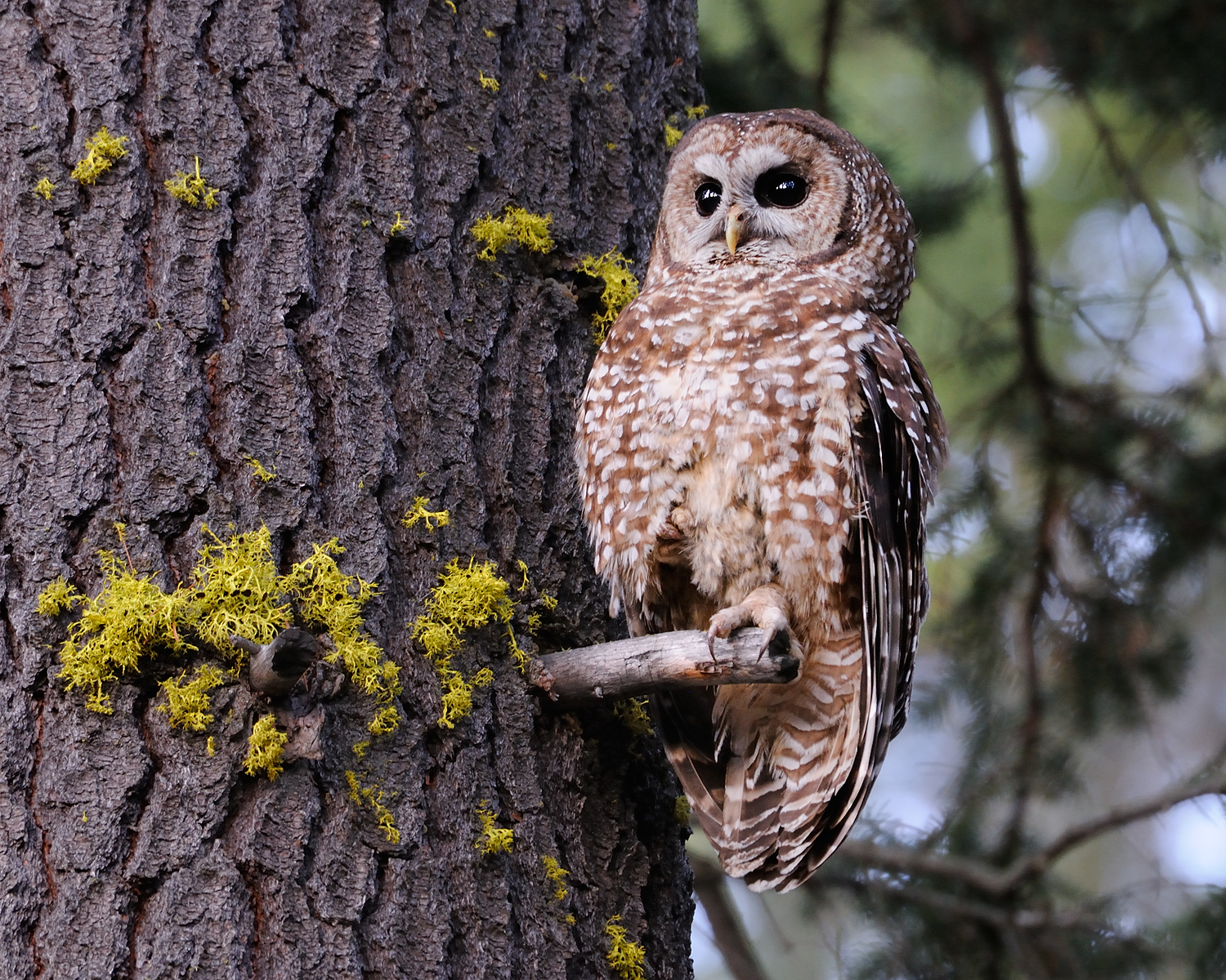 Spotted Owl II, Lake Tahoe