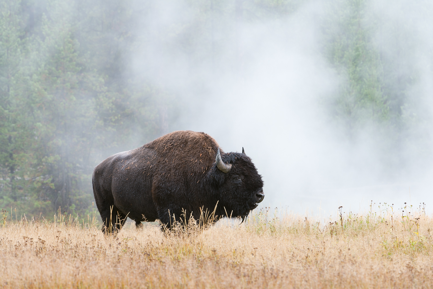 Bison in Steam, Yellowstone National Park, Wyoming