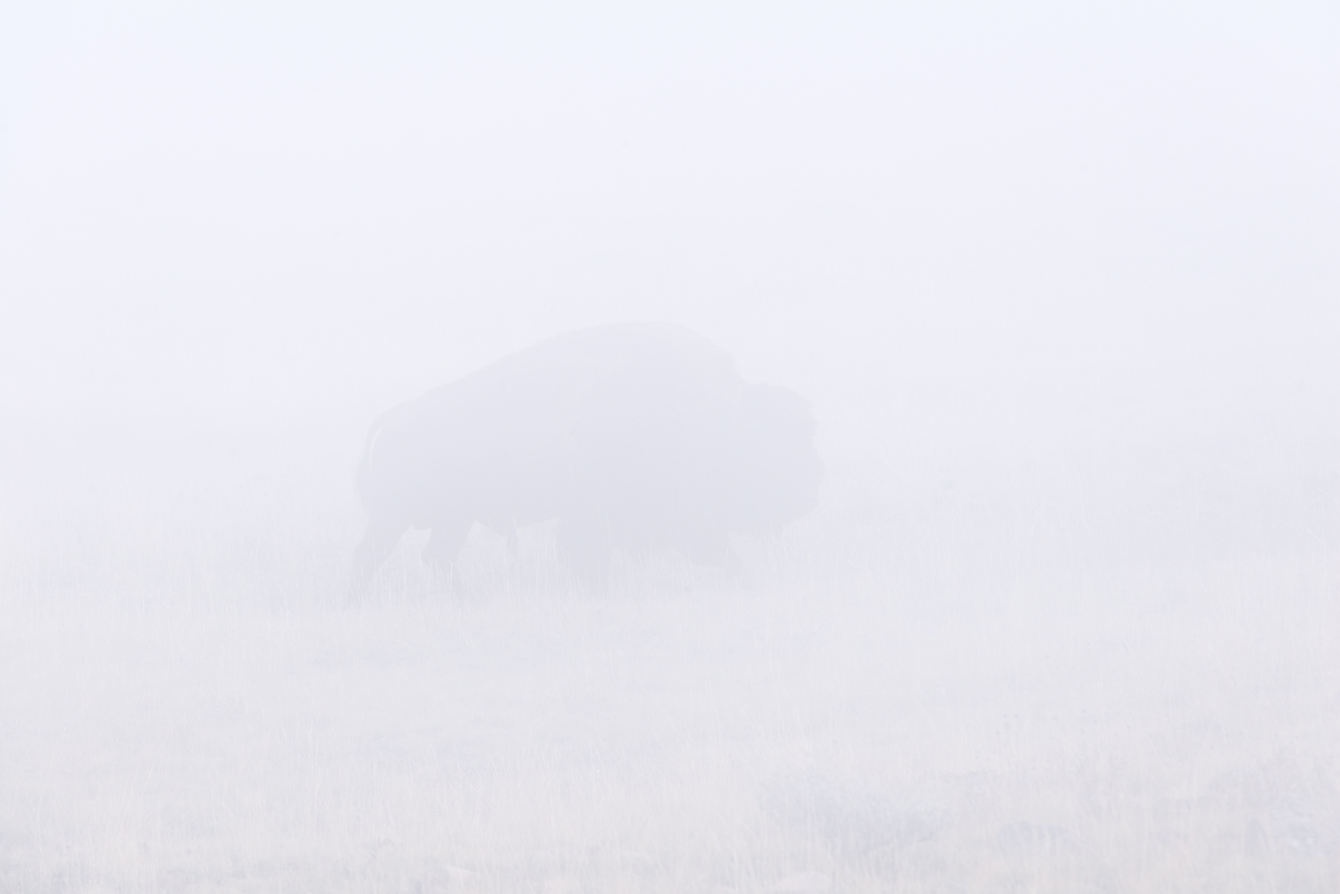 Bison in Thick Fog, Dunraven Pass, Yellowstone National Park, Wyoming