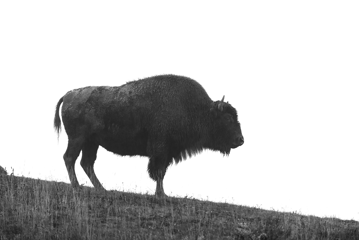 Bison on Hilltop, Hayden Valley, Yellowstone National Park, Wyoming