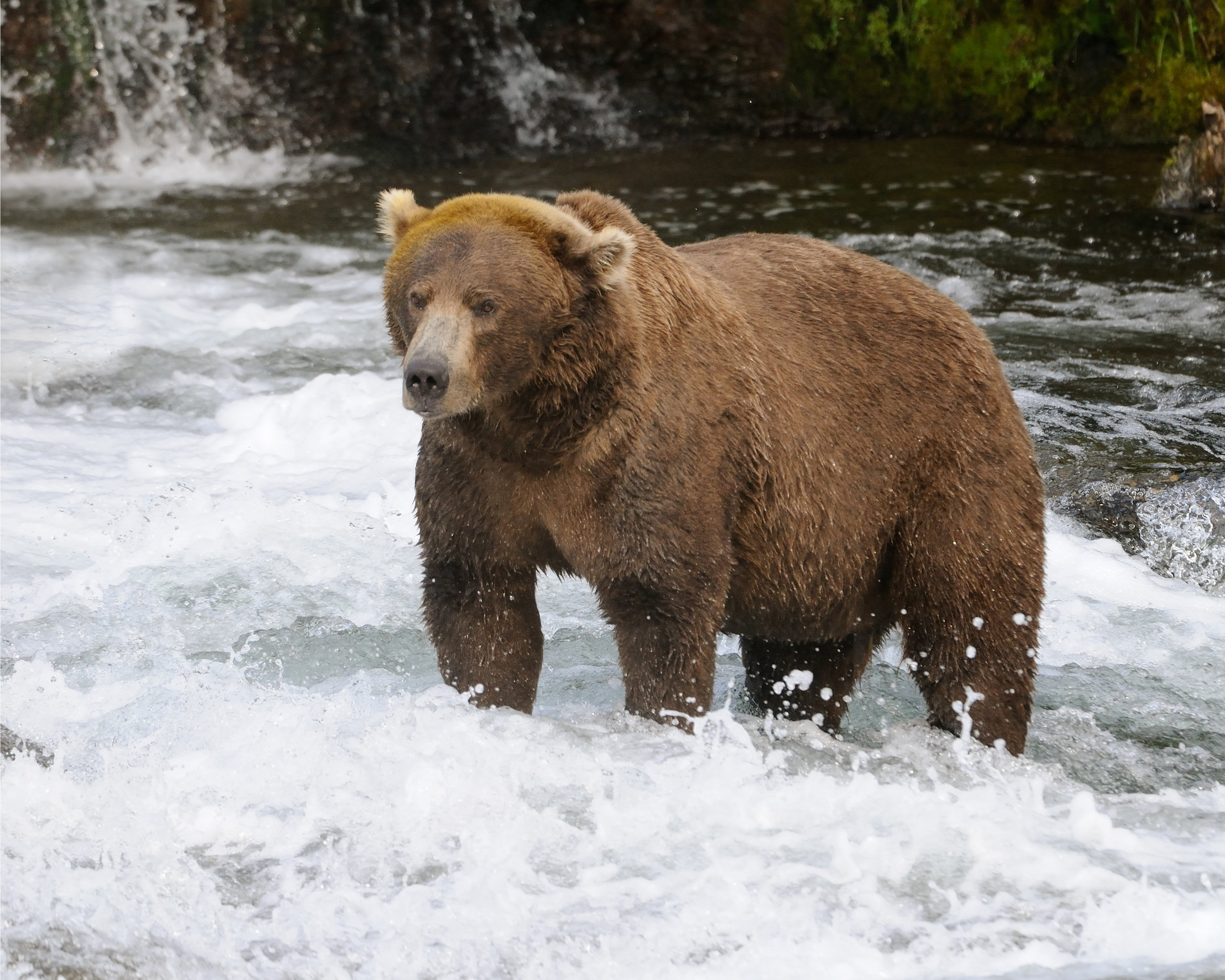 Big Brown Bear Fishing, Brooks River, Katmai, Alaska