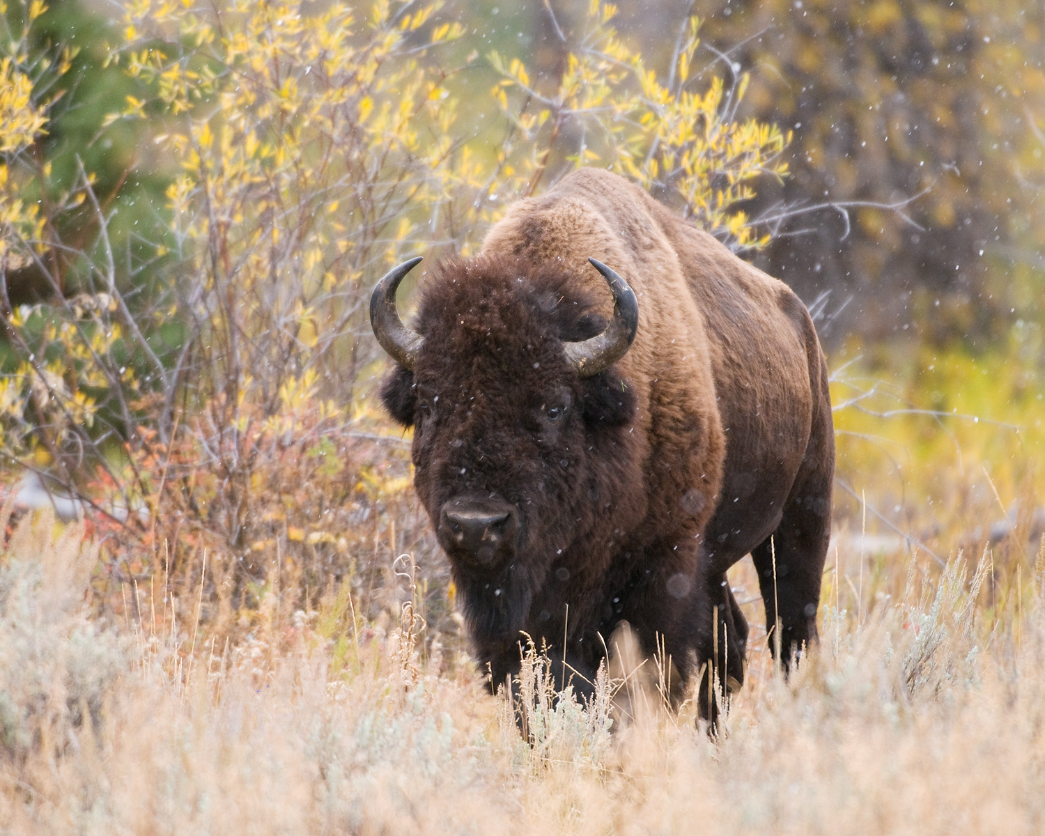 Bison, Snowfall and Fall color, Grand Teton National Park, Wyoming