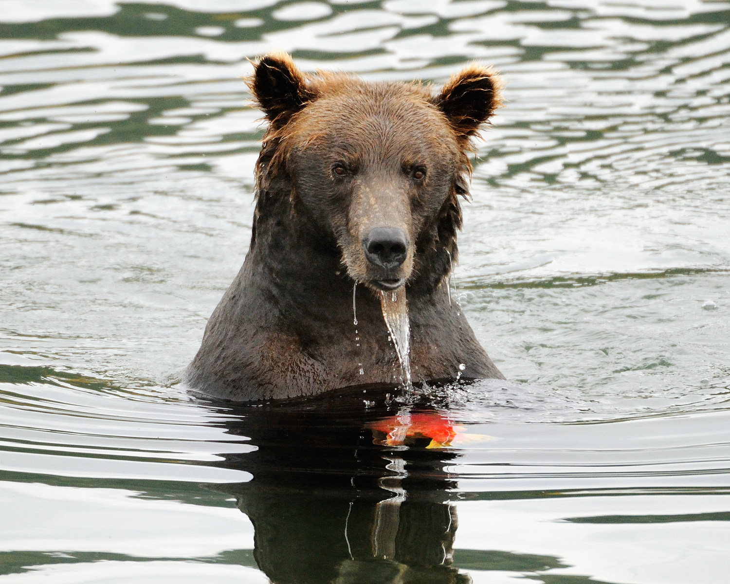 Brown Bear with Salmon, Brooks River, Katmai National Park, Alaska