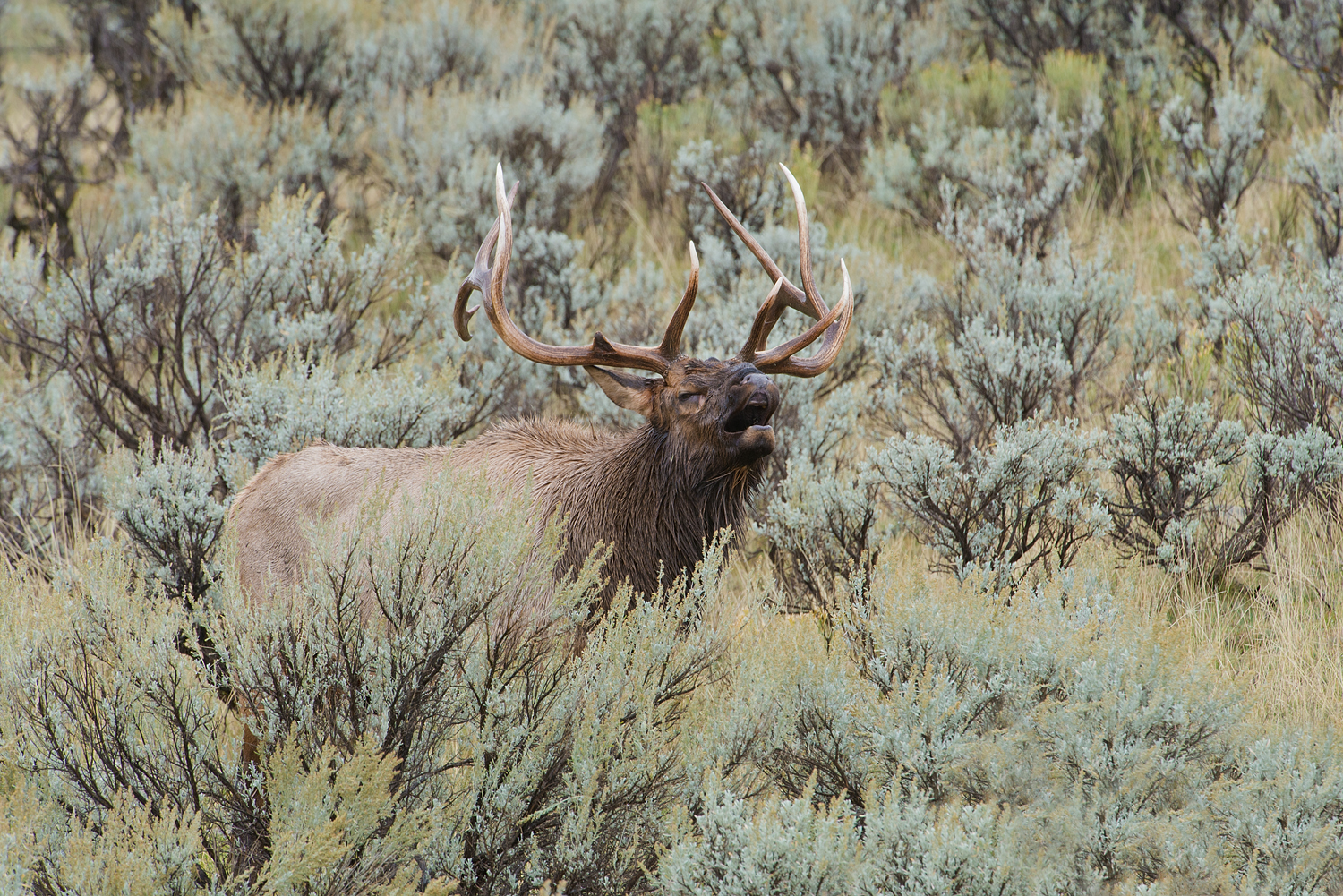 Bugling Elk in Sage, Yellowstone National Park, Montana