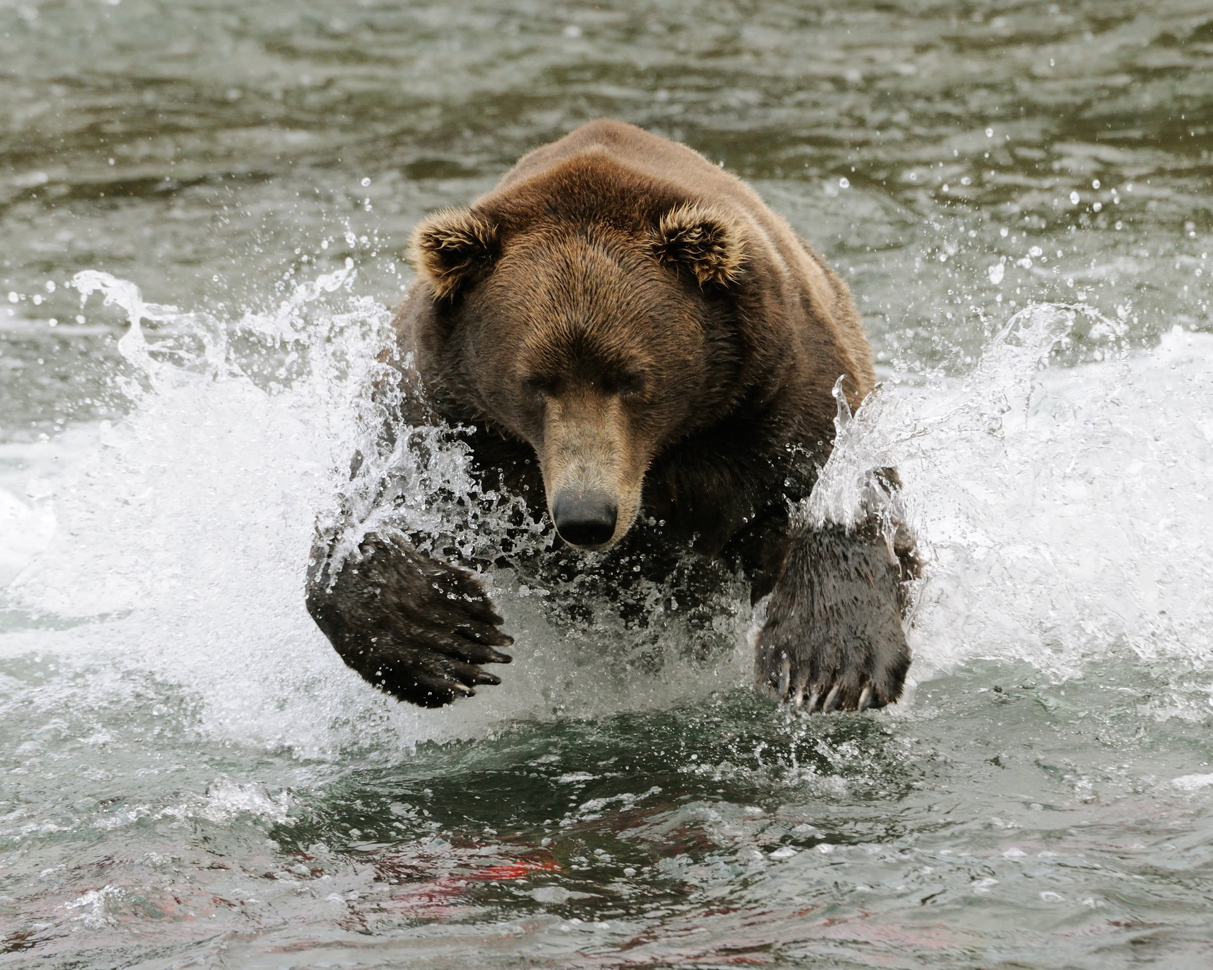 Brown Bear Diving for Salmon, Brooks River, Katmai National Park, Alaska