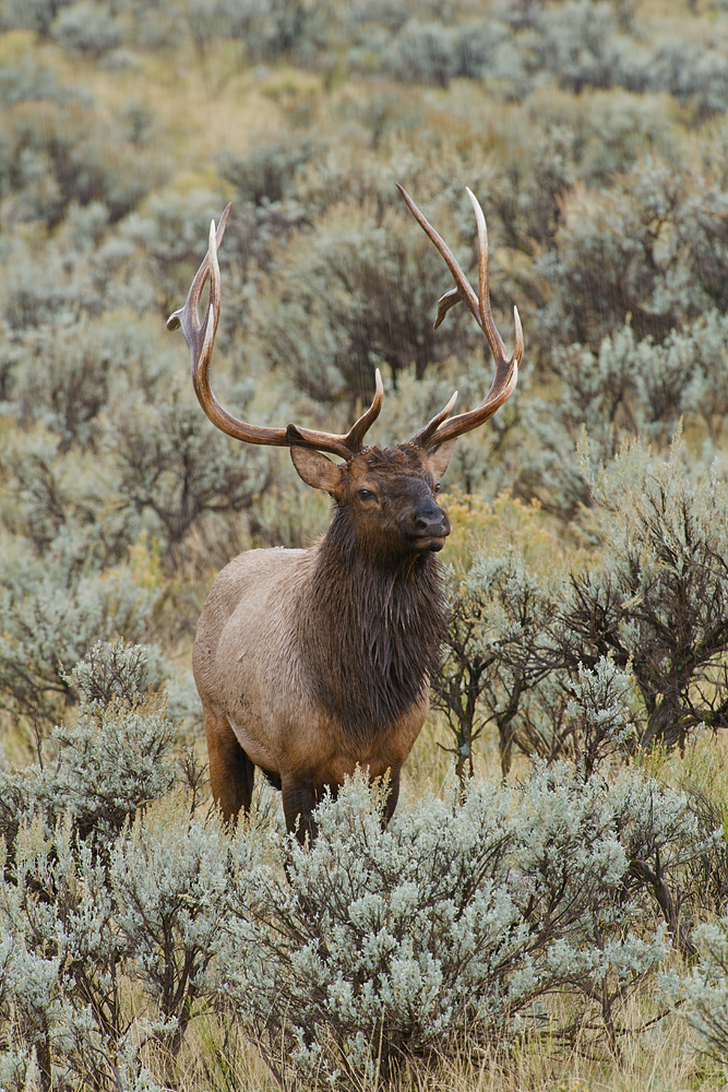 Bull Elk in Sage and Rain, Yellowstone National Park, Montana