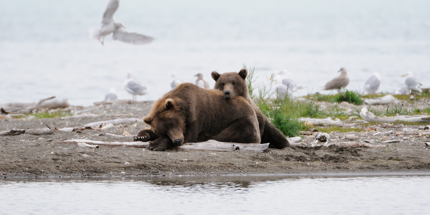 Brown Bear Cub and Sow Napping, Katmai national Park, Alaska