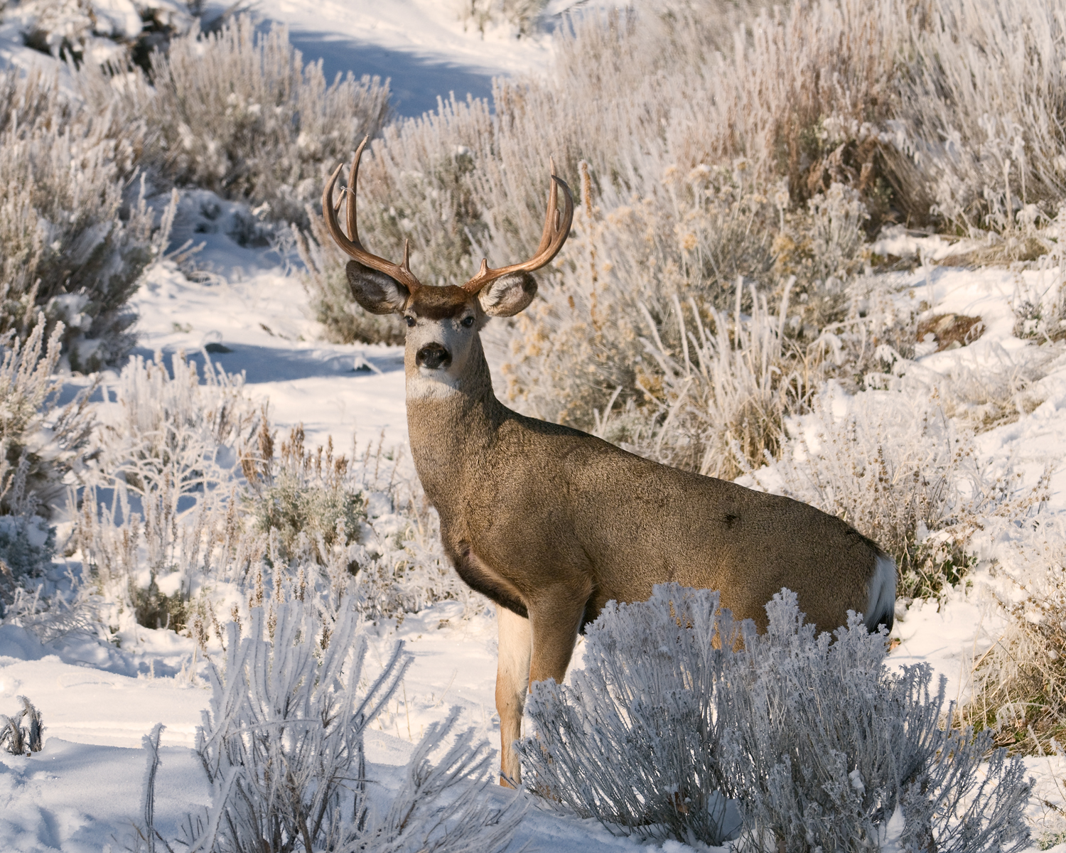 Buck in Snow, Carson Valley, Nevada