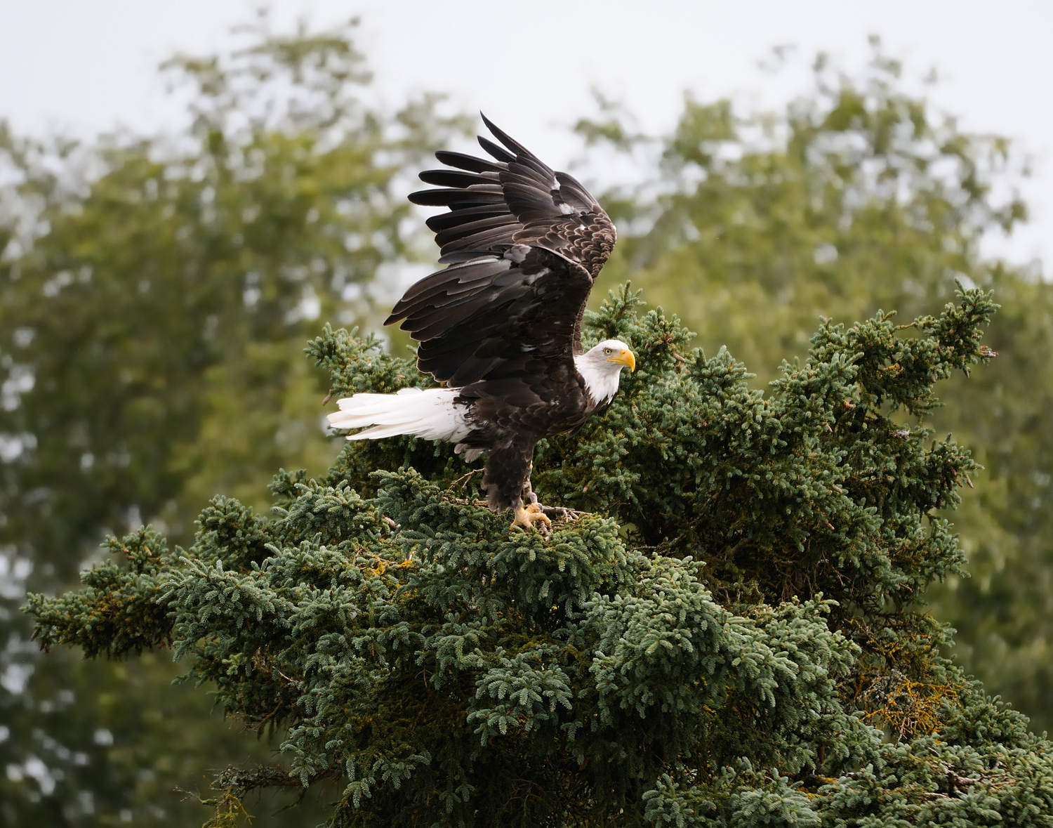 Eagle Landing, Alaska