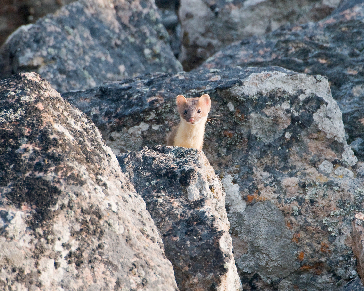 Ermine in Rocks, West Yellowstone, Yellowstone National Park, Montana