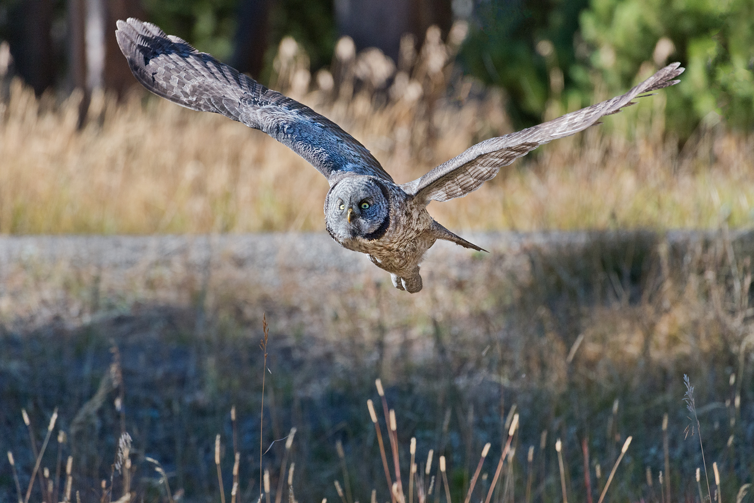 Great Grey Owl Flying, Yellowstone National Park, Wyoming