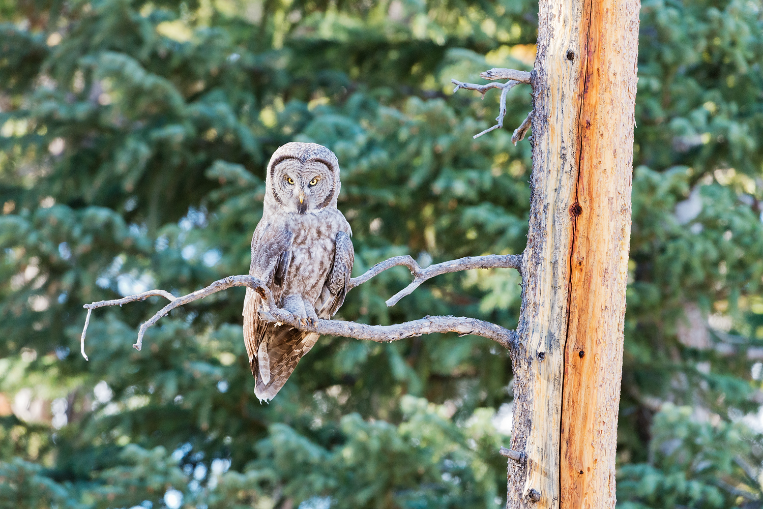 Great Grey Owl in Snag, Yellowstone National Park, Wyoming