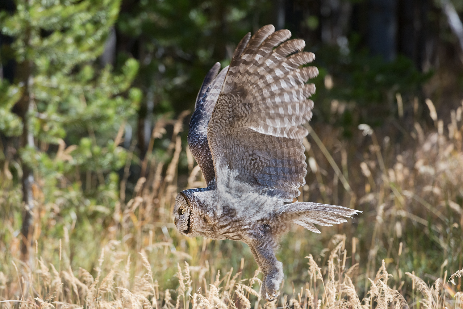 Great Grey owl Flying Side View, Yellowstone National Park, Wyoming