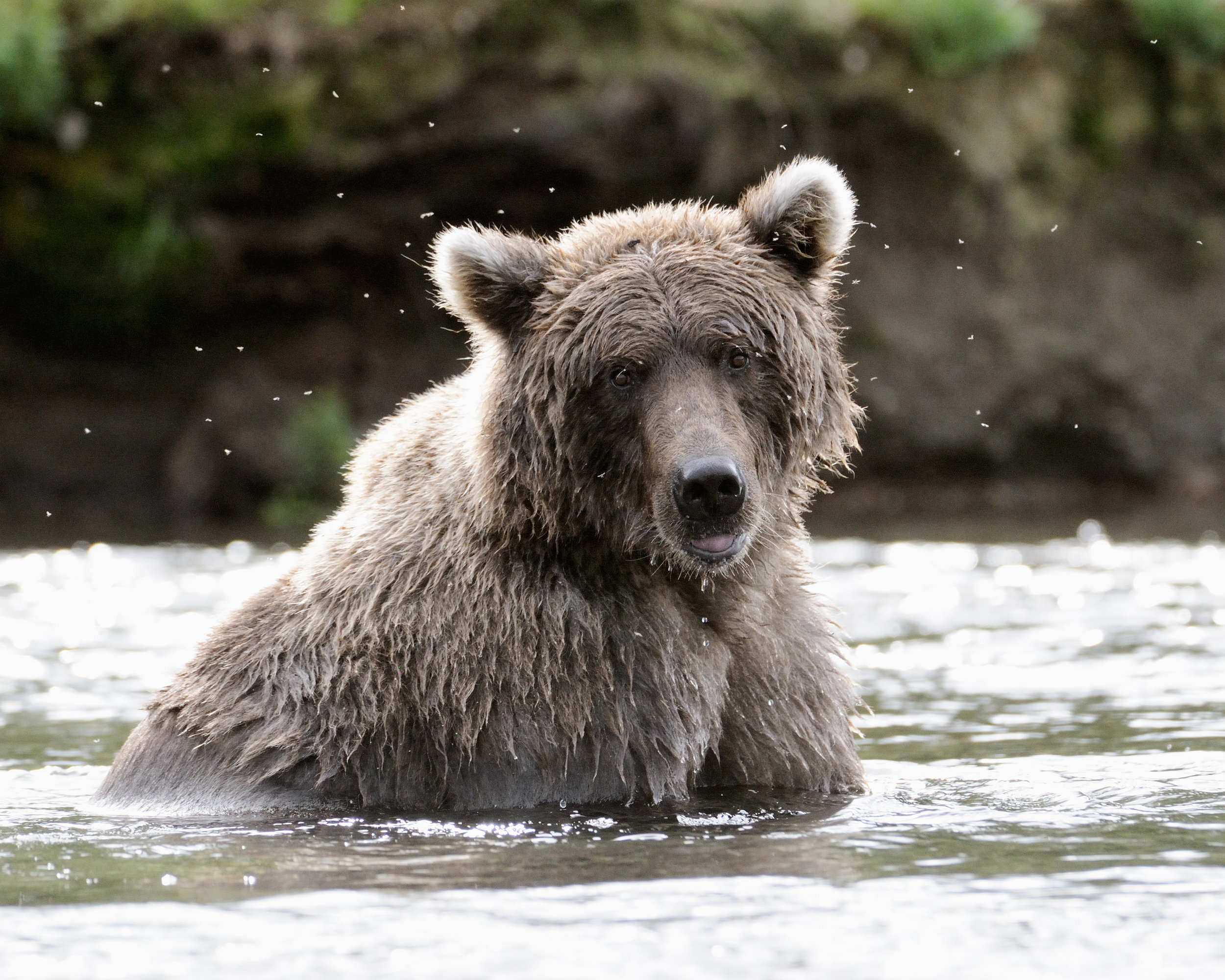 Grey Bear Portrait, Brooks River, Katmai National Park, Alaska