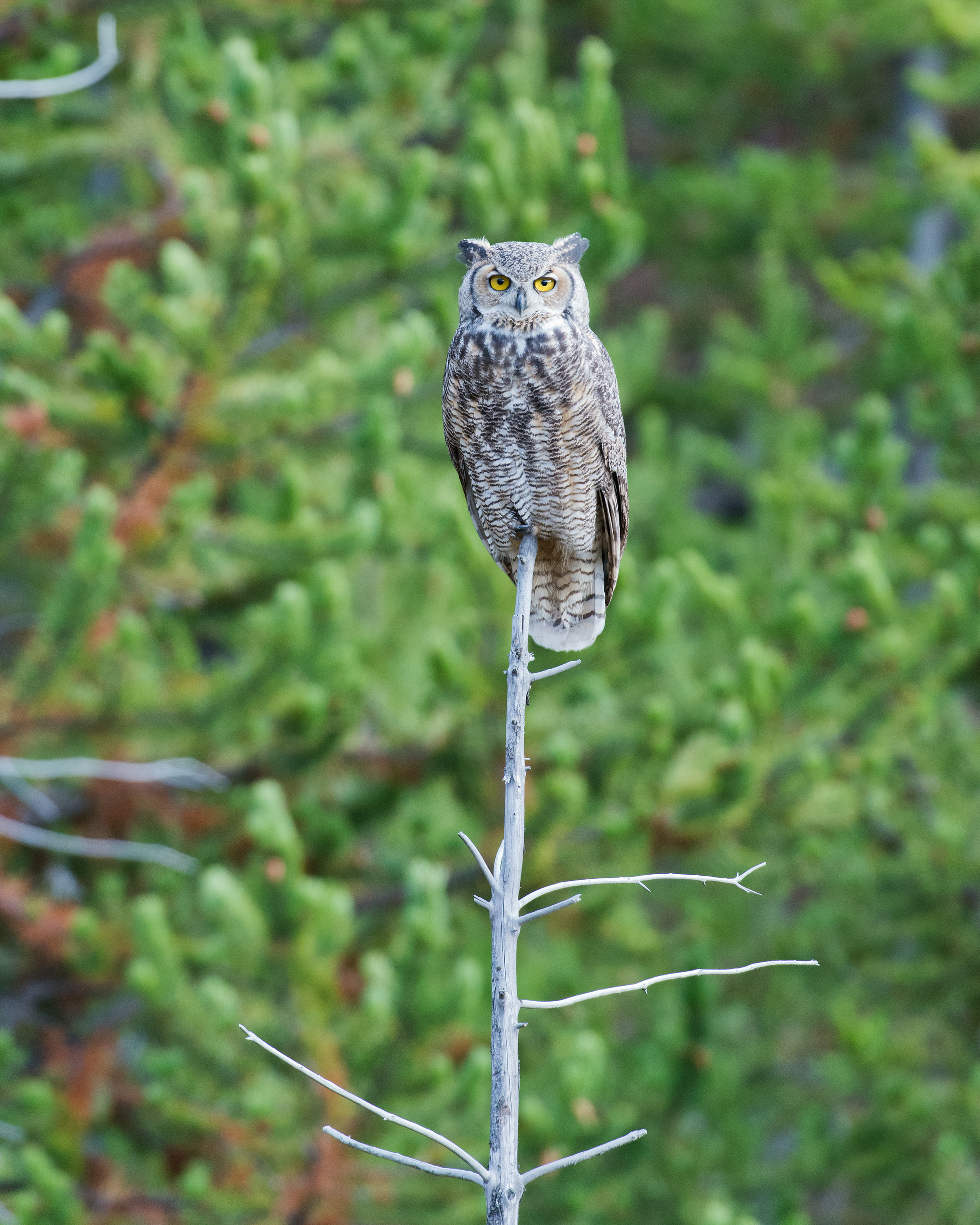 Great Grey Owl, Pines, Yellowstone National Park, Wyoming