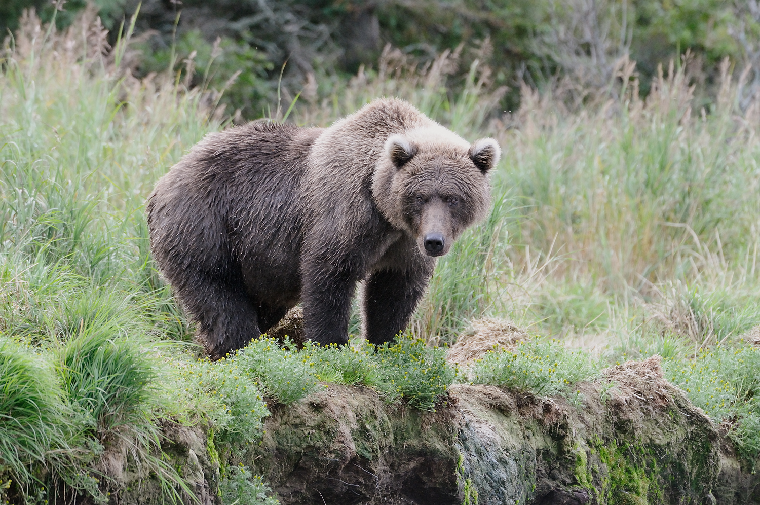 Sub-Adult Grizzly in Grass, brooks River, Katmai National Park, Alaska