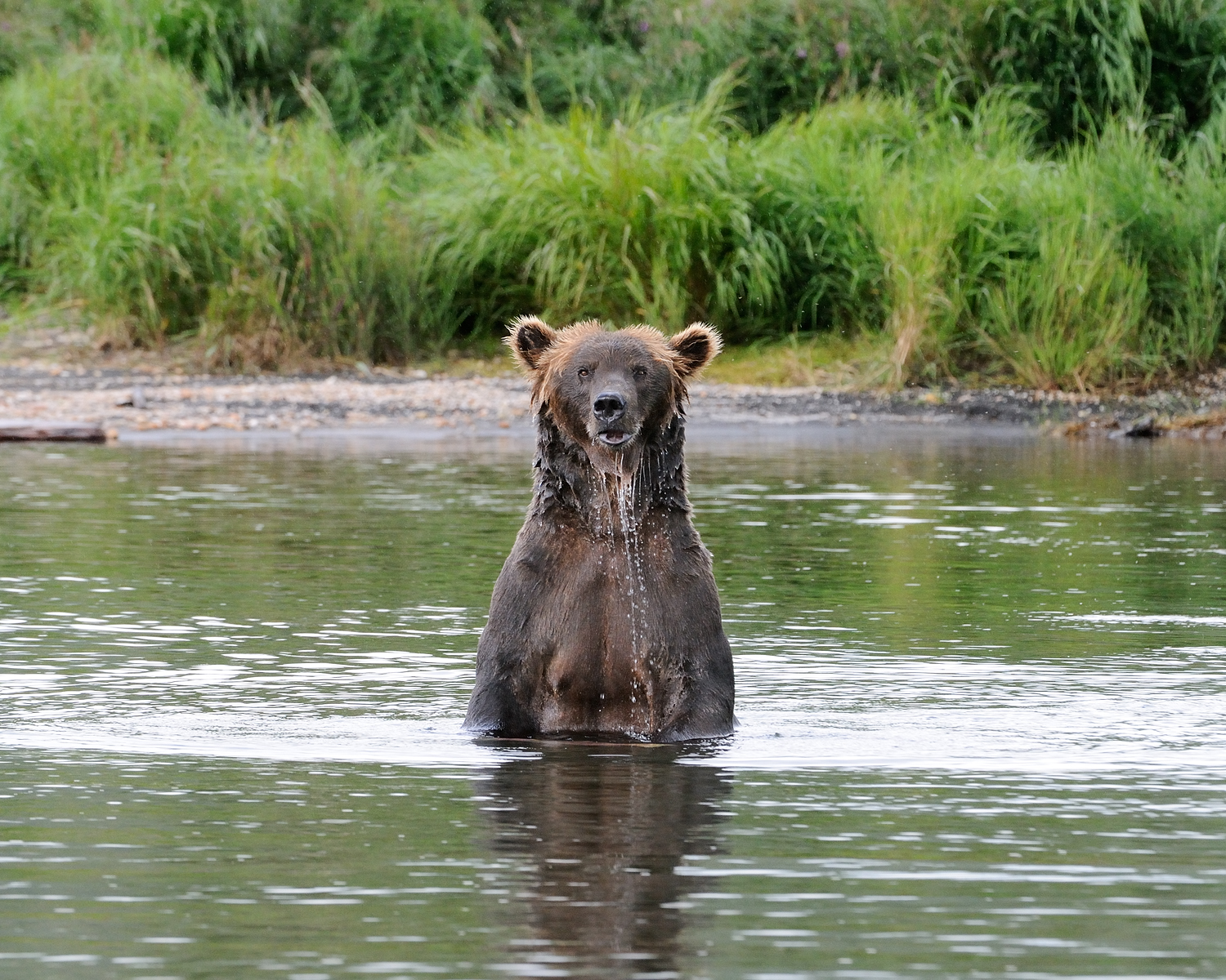 Mama Griz Standing in River, Brooks River, Katmai National Park, Alaska