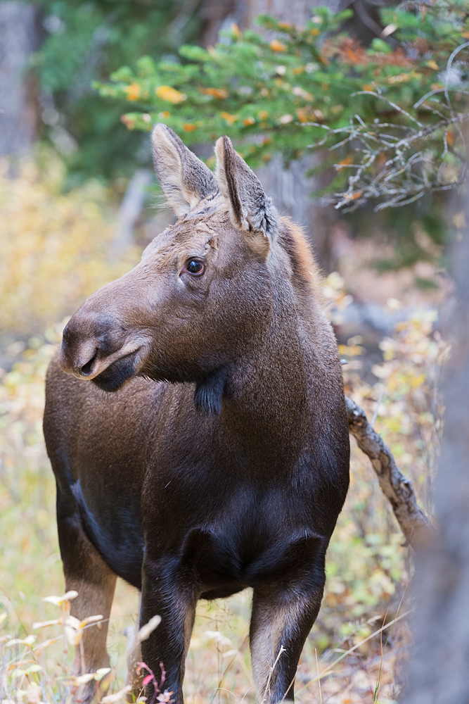 Moose Calf Portrait, Gros Ventre, Grand teton National Park, Wyoming