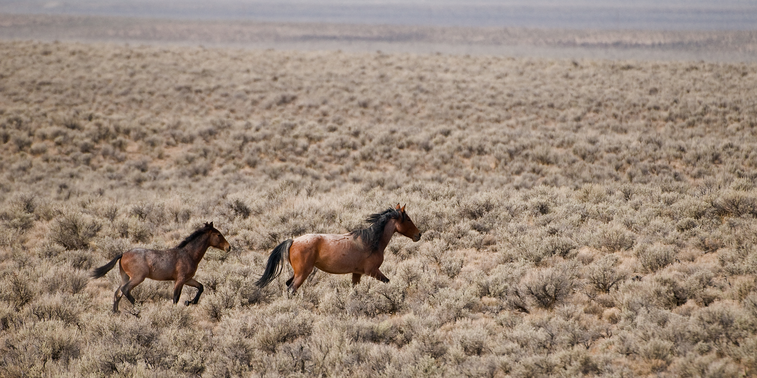 Wild Mare and Colt Running, Nevada Desert