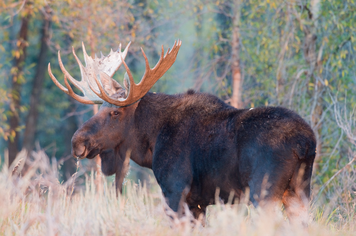 Bull Moose in Evening Light, Gros Ventre, Grand Teton national Park, Wyoming