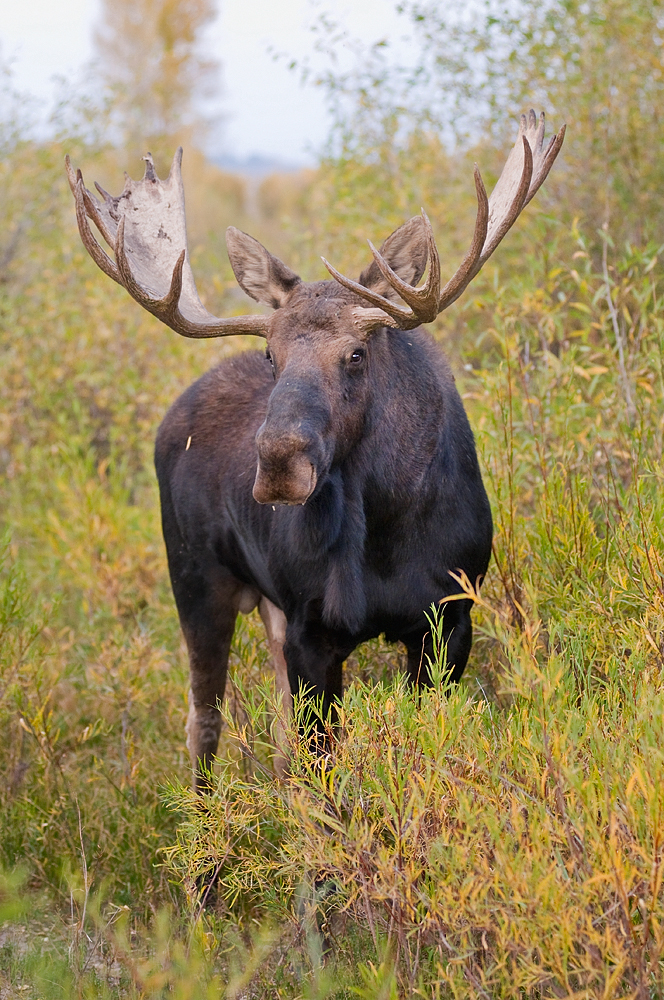 Bull Moose in Fall Foliage, Gros Ventre, Grand Teton national Park, Wyoming