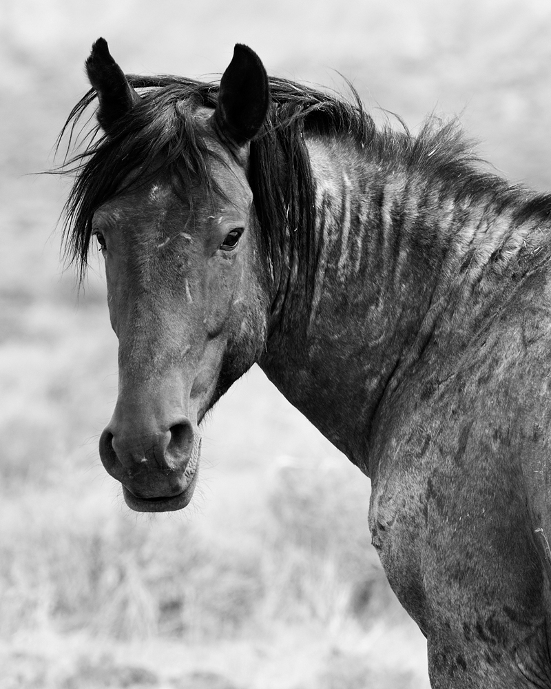 Scar, Wild Stallion Black and White, Nevada Desert