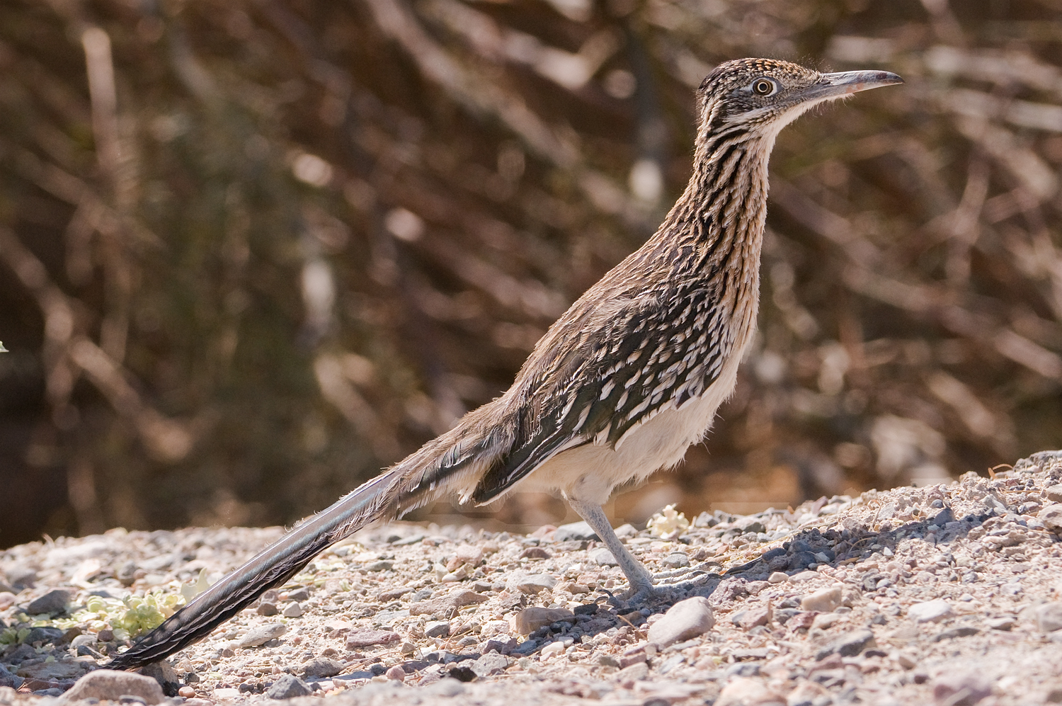 Roadrunner, Death valley National Park, California