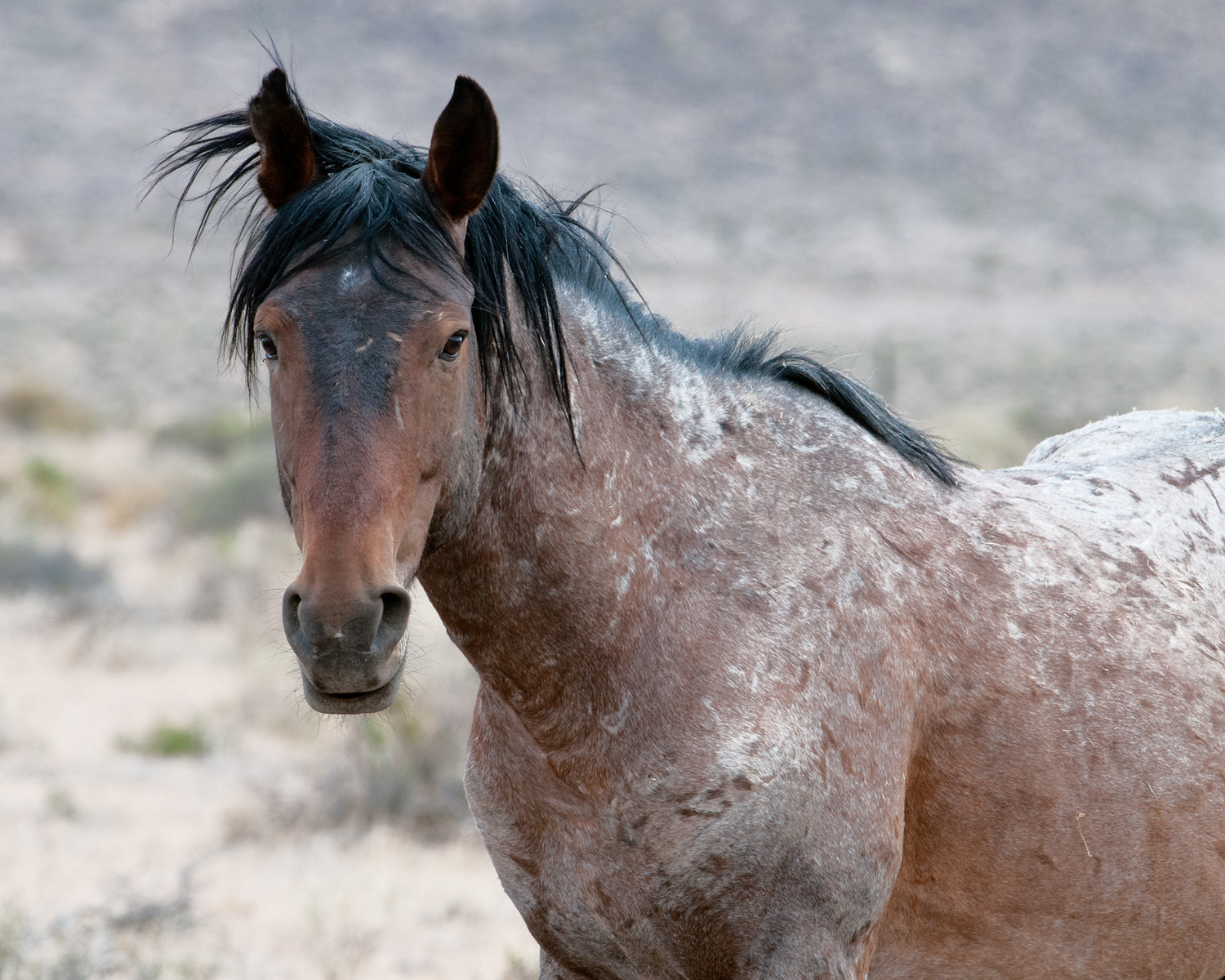 Scar II, Wild Stallion, Nevada Desert