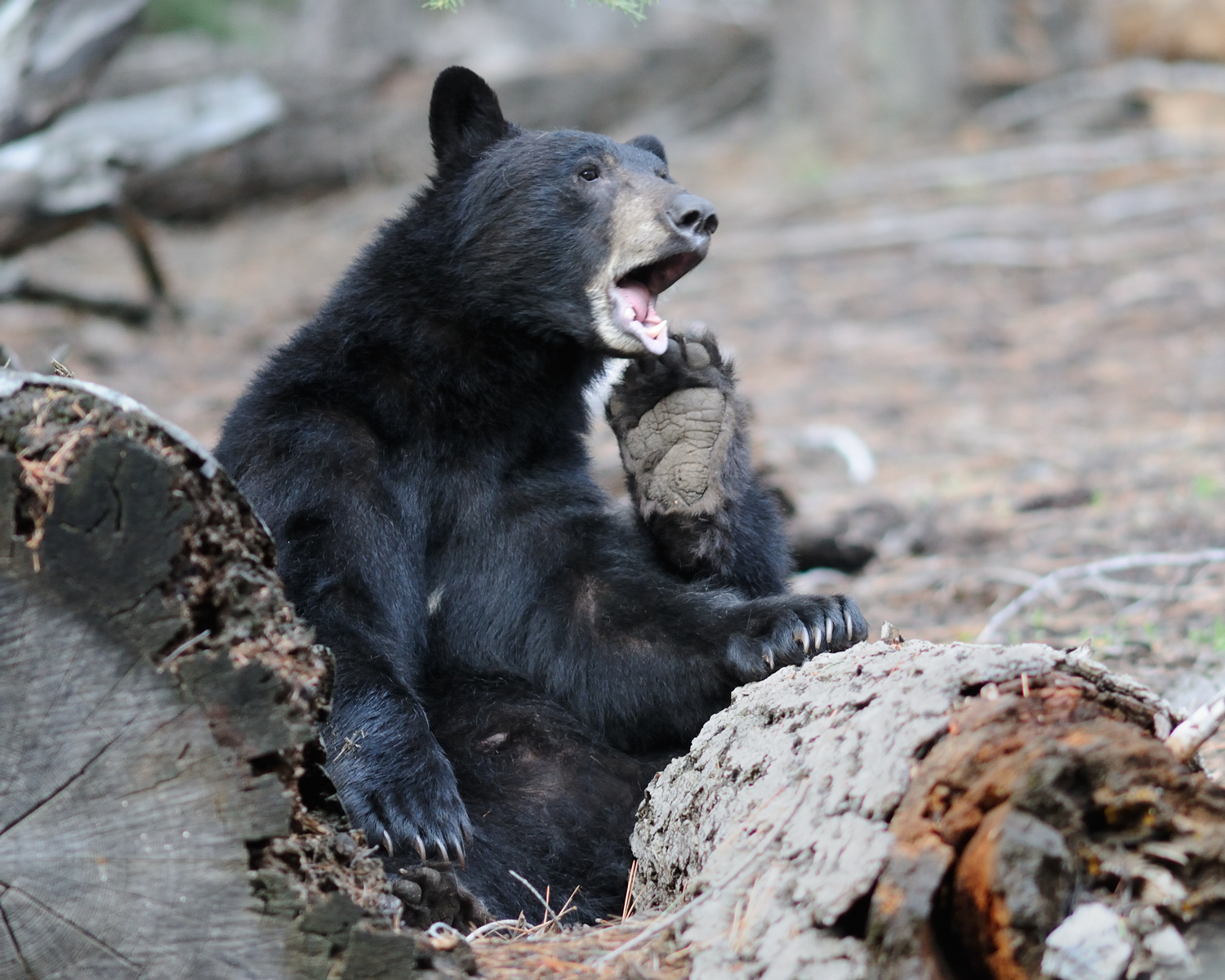 Sunday Morning, Black Bear, Lake Tahoe