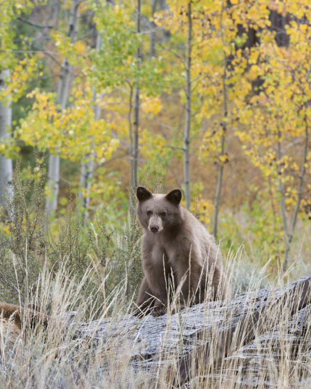 Bear Cub and Fall Aspens