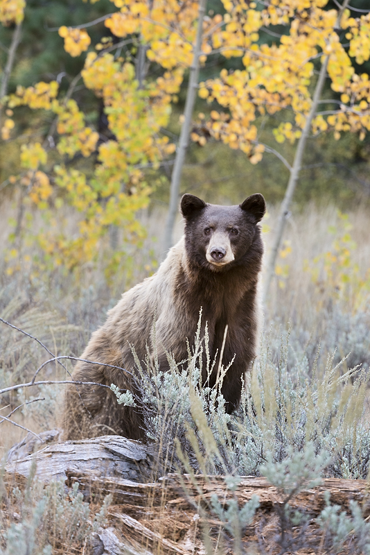 Blond Bear in Fall Color & Sage