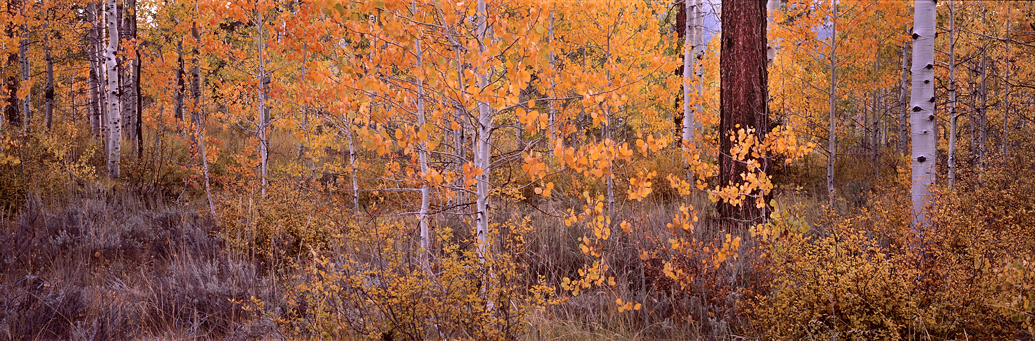 Autumn Glow, Aspens, Lake Tahoe