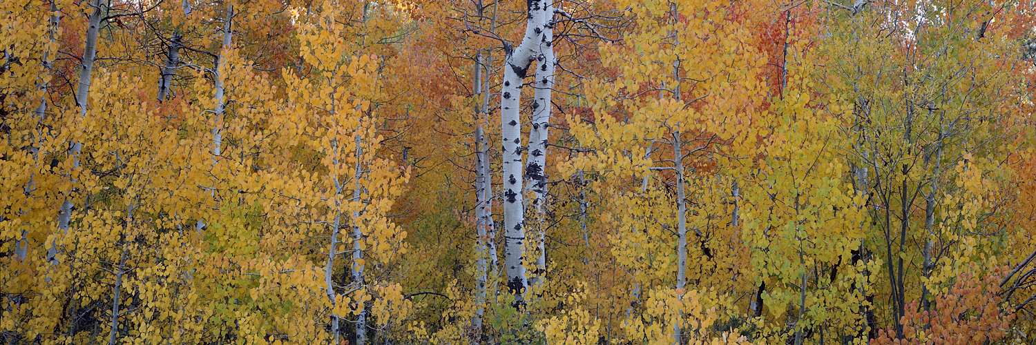 Painter's Palette, Tahoe Aspens