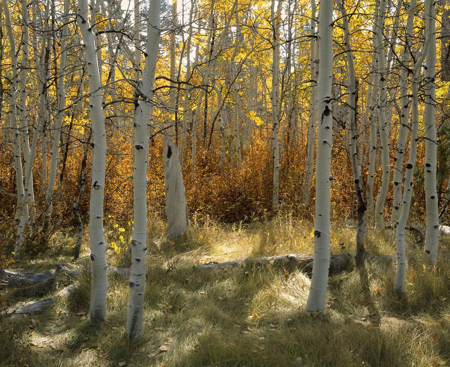 Late Fall in the Aspens.jpg