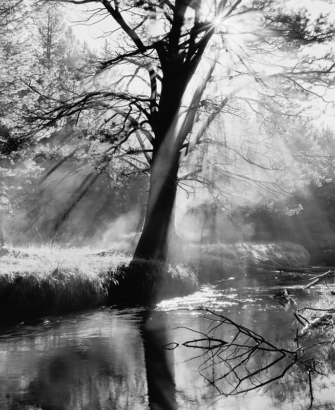 Steaming Trees, Light Rays and Reflections