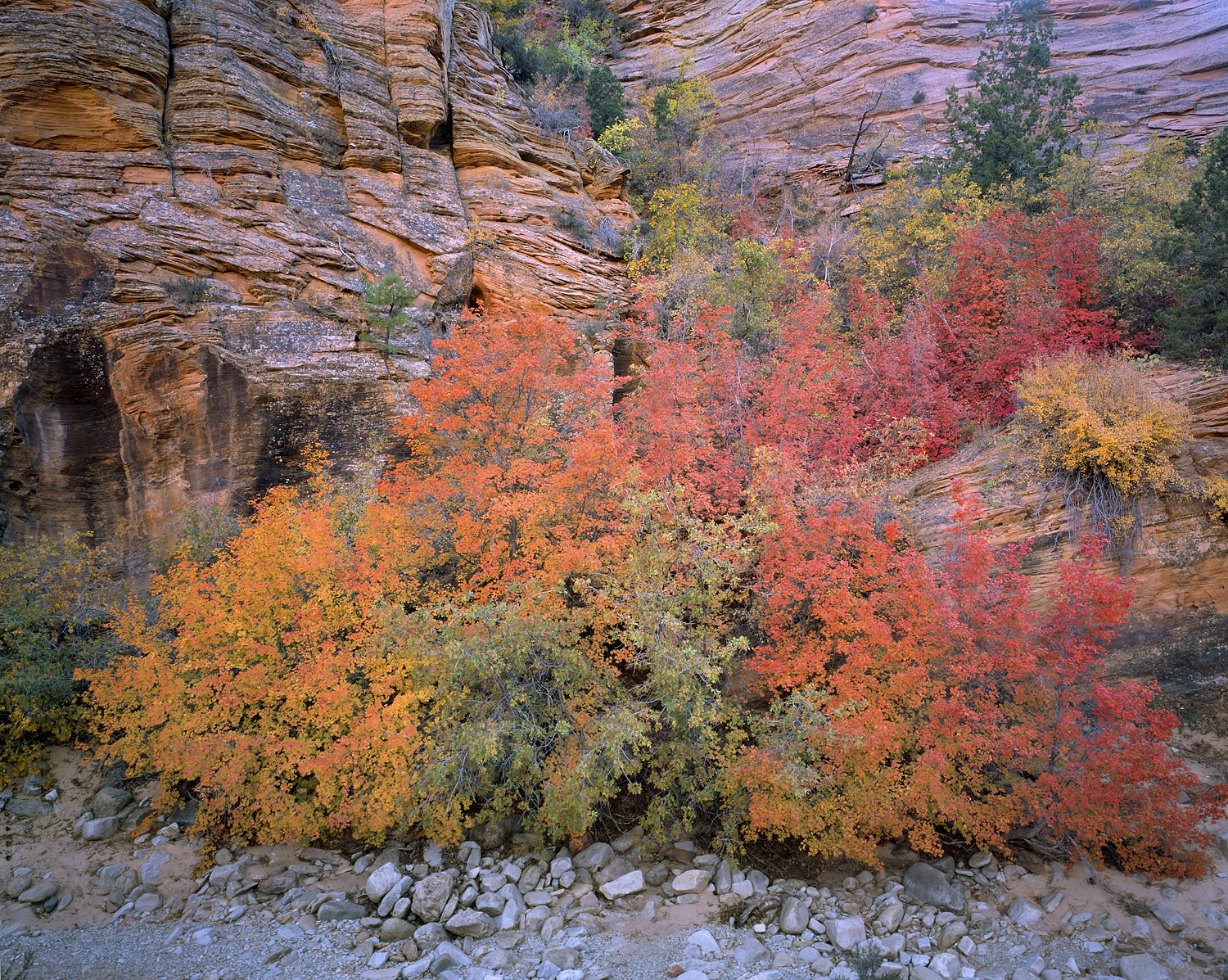 Fall Color & Sandstone, East Zion
