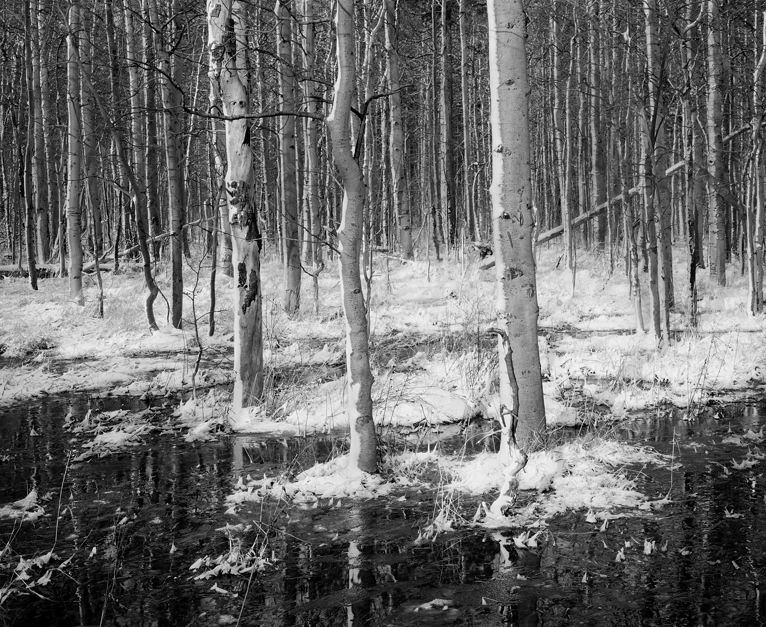 Aspens, Snow and Reflections Black and White