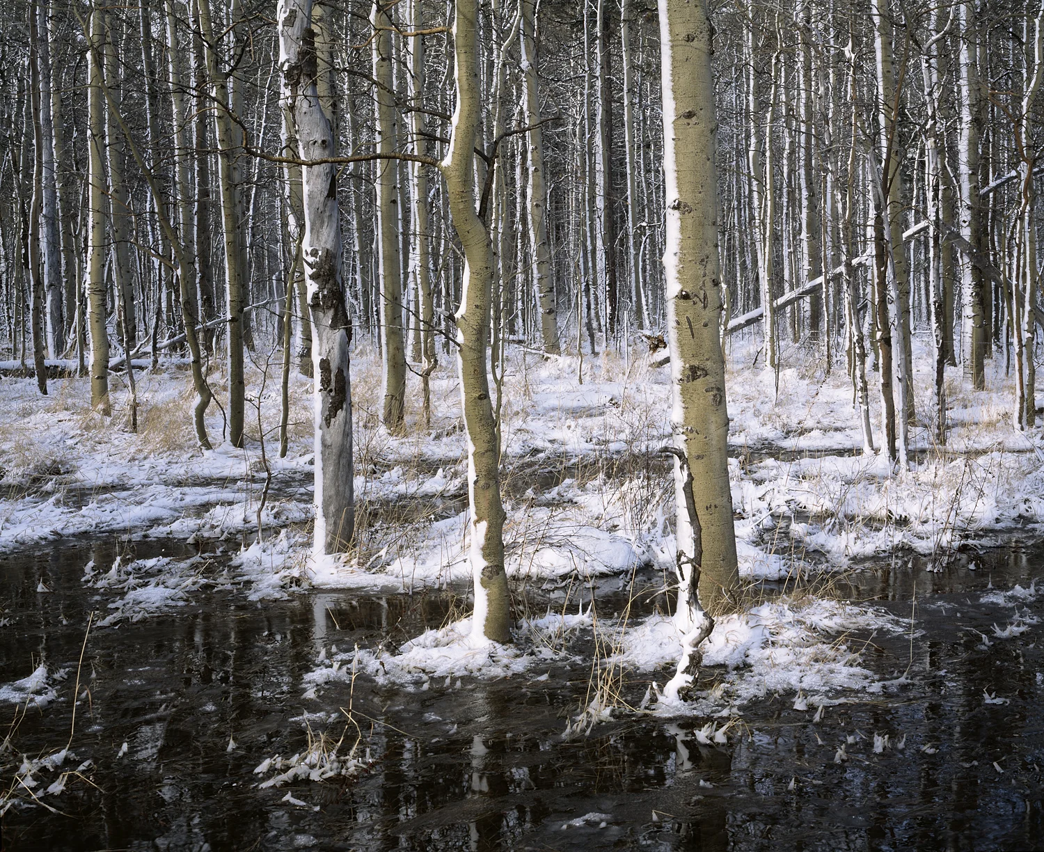 Aspens, Snow and Reflections (Color)