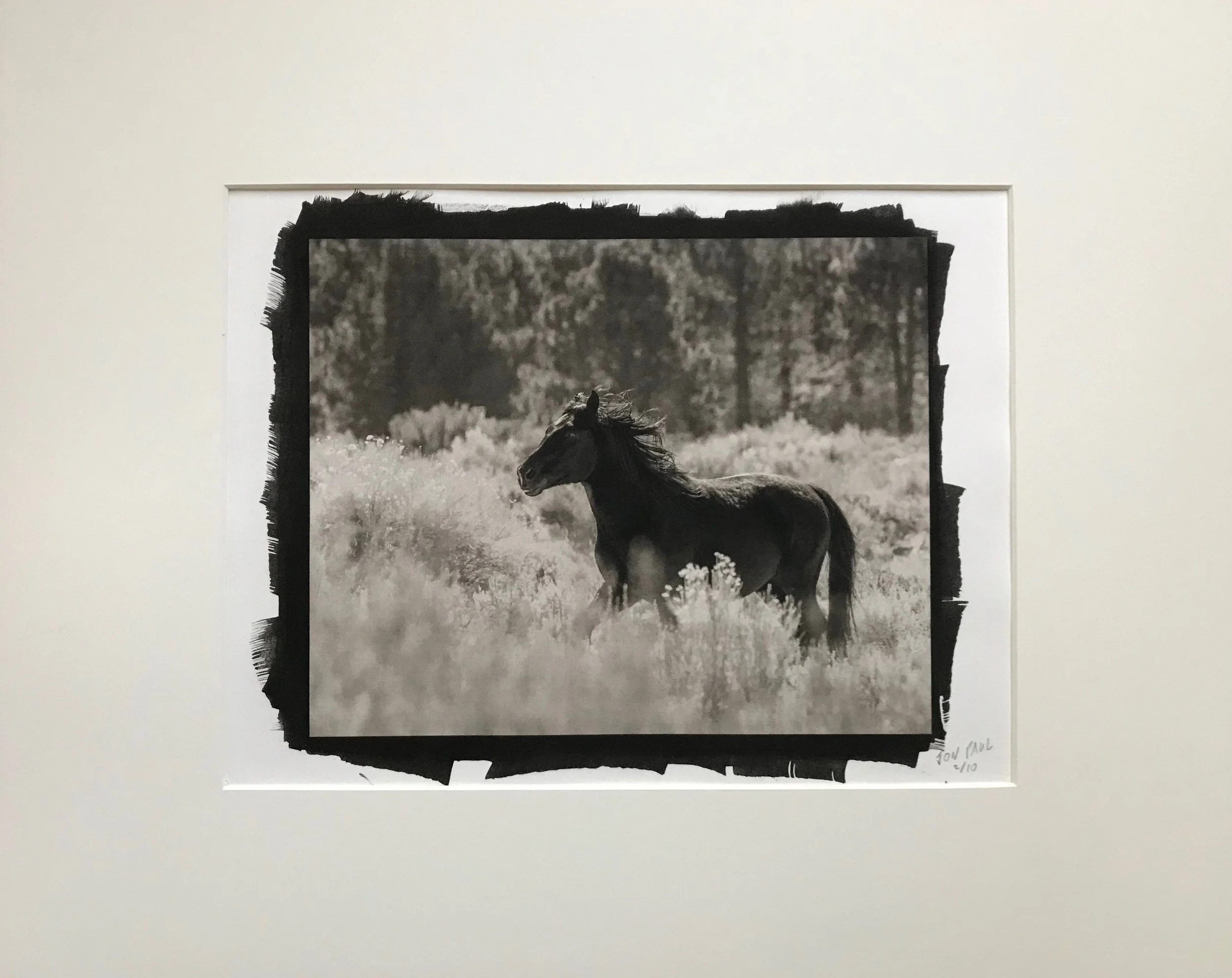 Platinum / Palladium print of a wild horse