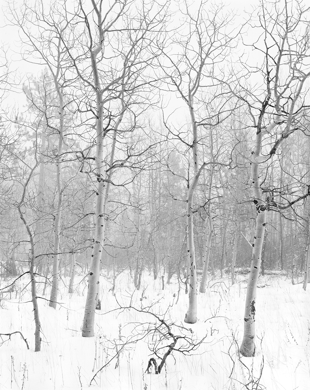 Aspens in Blizzard