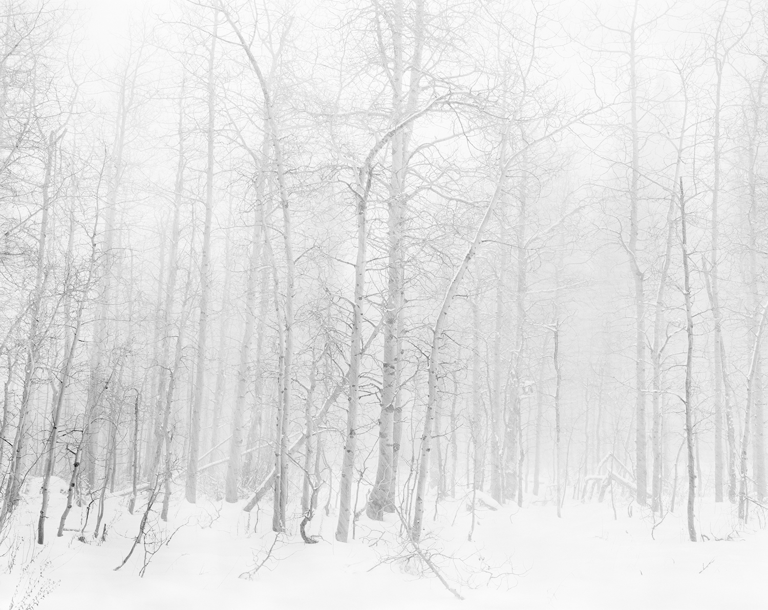 Into the Quiet Aspens 4x5 BW.jpg