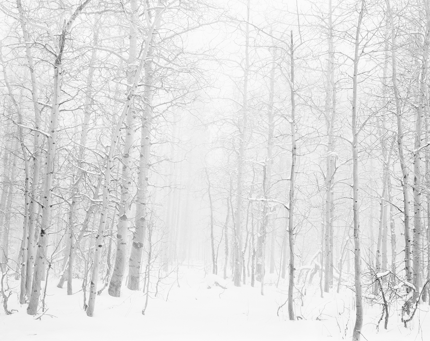 Into the Snowy Aspens 4x5 BW.jpg