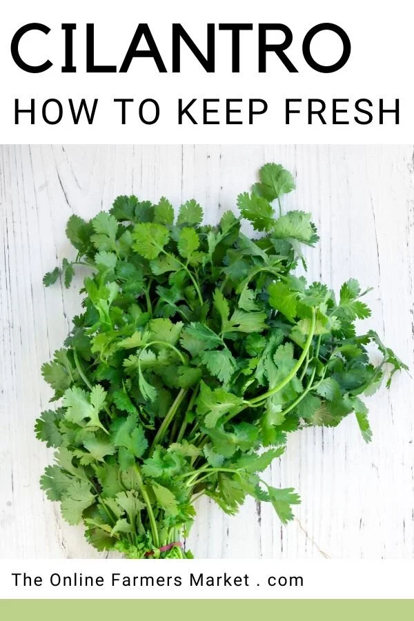 How To Keep Cilantro Fresh